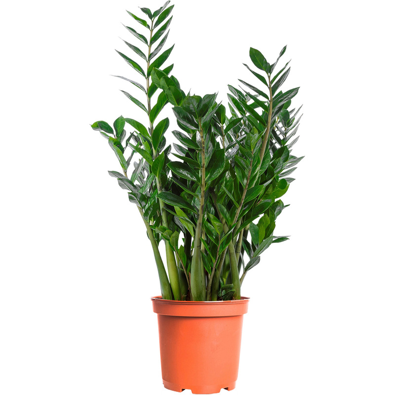 Изображение товара Растение Замиокулькас 90 см в техническом горшке D21 см