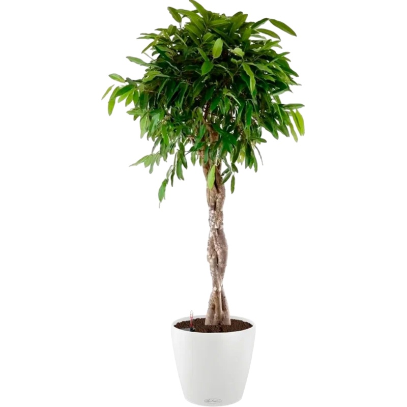 Изображение товара Комнатное декоративное растение Фикус Амстел Кинг 140 см с автополивом и кашпо
