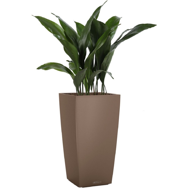 Изображение товара Аспидистра 110 см в мускатном кашпо Lechuza с автополивом