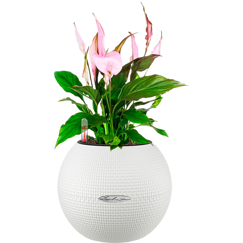 Изображение товара Растение Спатифиллум розовый в кашпо с автополивом 40 см