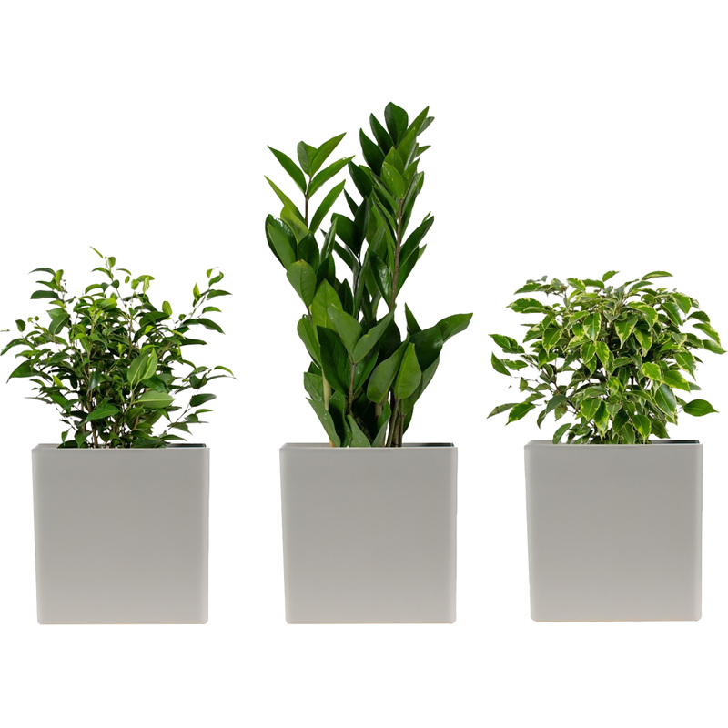 Изображение товара Набор комнатных растений Замиокулькас, Фикус Наташа и Кинки 3 шт в кашпо