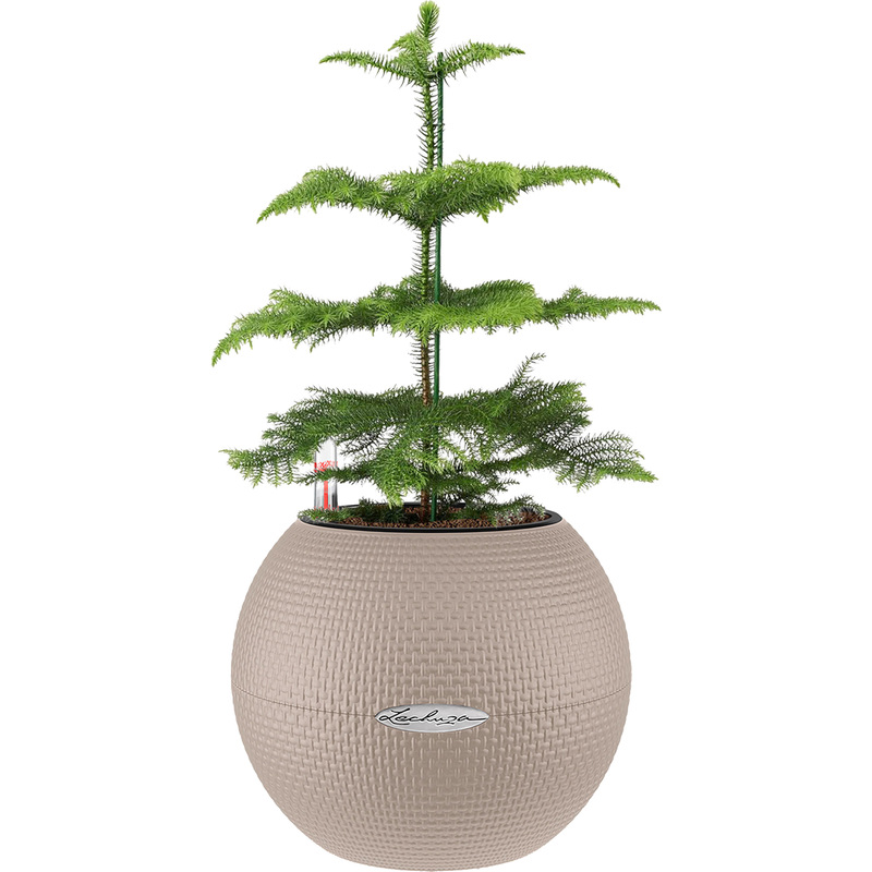 Изображение товара Растение Араукария 30 см в песочно-коричневом кашпо Lechuza D20 см с автополивом