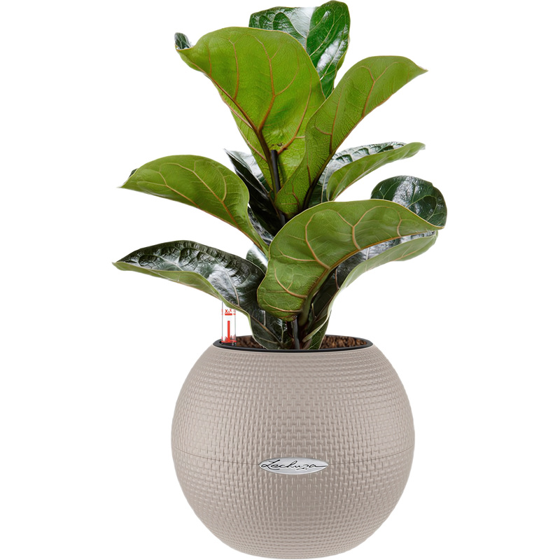 Изображение товара Фикус Лирата Бамбино 30 см в кашпо с автополивом lechuza D20 см