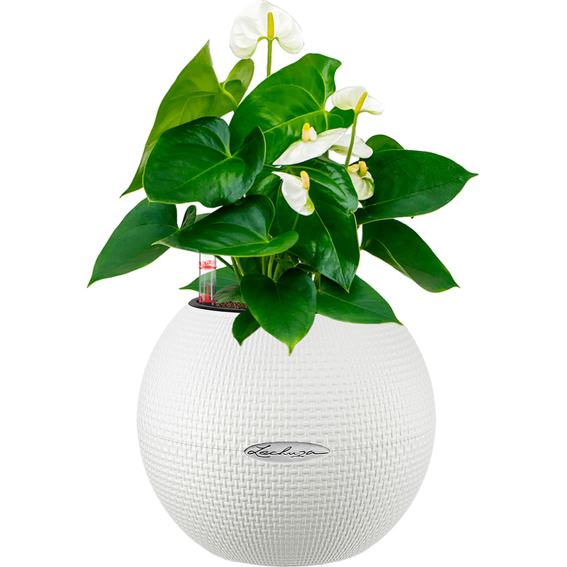 Изображение товара Растение Антуриум Андрианум белый 40 см в белом кашпо Lechuza D20 см с автополивом