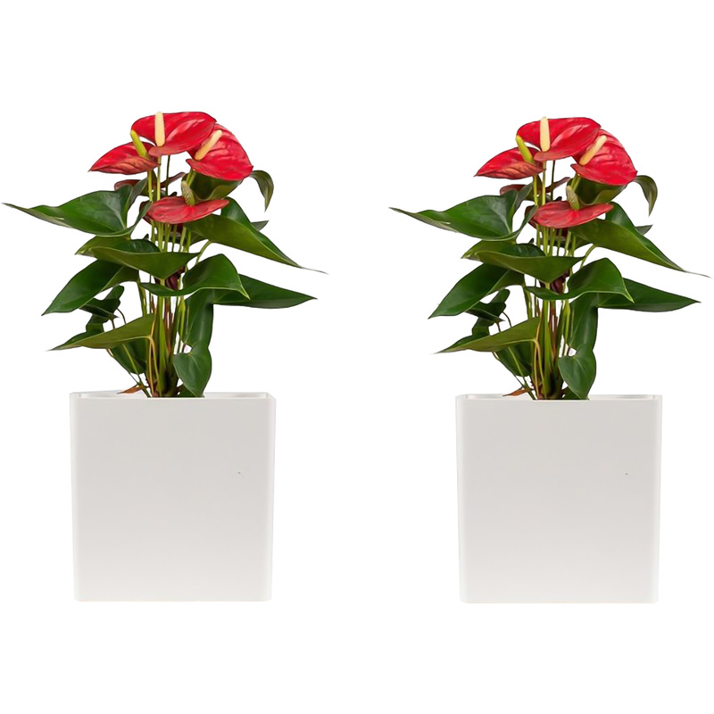 Изображение товара Набор растений Антуриум Андреанум микс 2 штуки высота 40 см