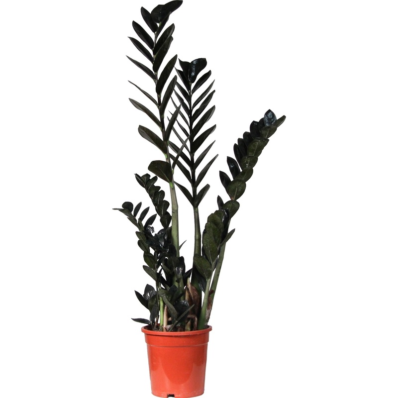 Изображение товара Замиокулькас Черный Ворон 65 см в технологическом горшке D17