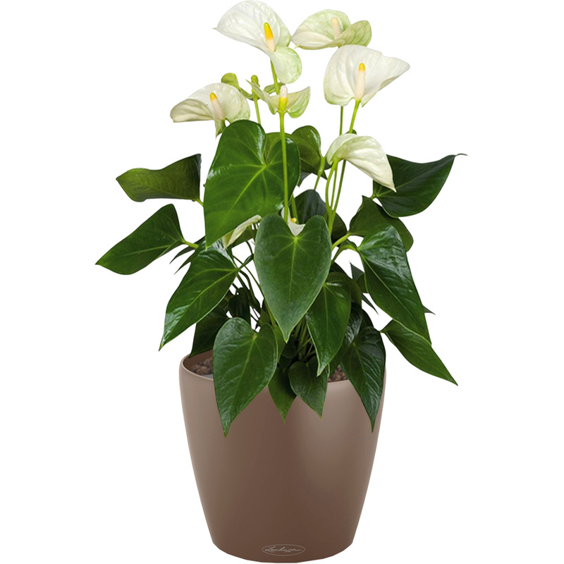 Изображение товара Декоративное растение Антуриум Андрианум белый в мускатном кашпо 60см автополив
