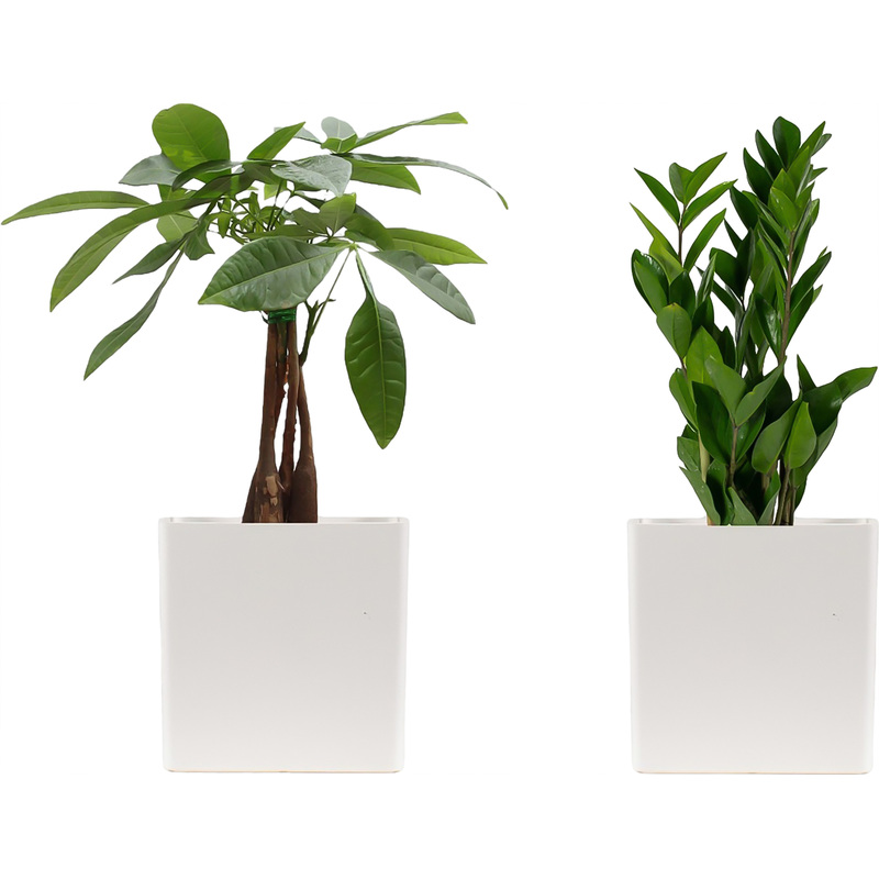 Изображение товара Набор растений замиокулькас и пахира Акватика в кашпо 2 шт 40 см