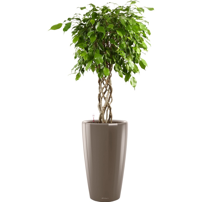 Изображение товара Растение Фикус Экзотика цилиндр 140 см в кашпо Lechuza с автополивом