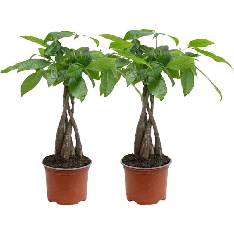 Изображение товара Набор растений Пахира Акватика Дерево Счастья 2 штуки 40 см