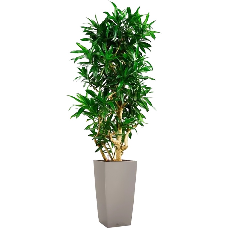 Изображение товара Драцена Песнь Ямайке 190 см в кашпо с автополивом Личуза