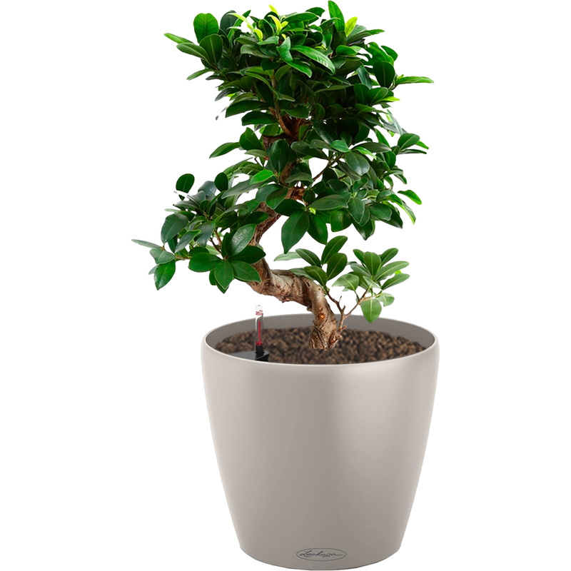 Изображение товара Декоративное растение Фикус Микрокарпа Гинсенг 35 см в кашпо с автополивом