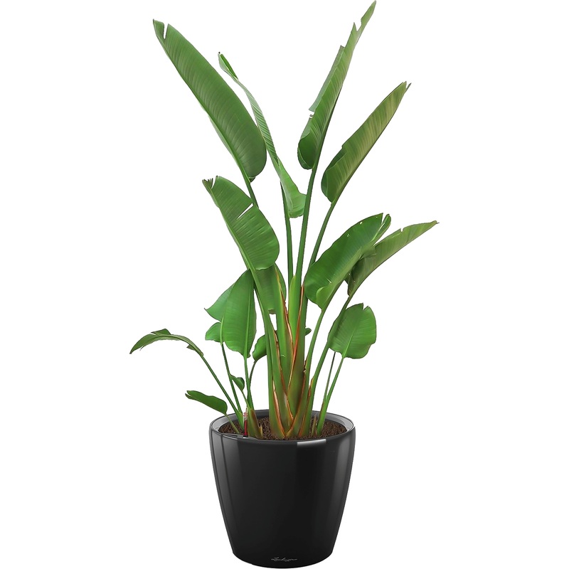 Изображение товара Декоративное растение стрелиция Николай 200 см в черном кашпо с автополивом