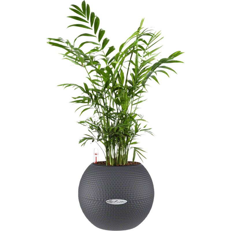 Изображение товара Растение Хамедорея 35 см в сером кашпо Lechuza D20 см с автополивом