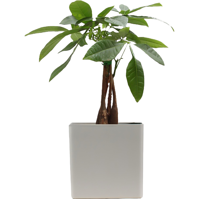 Изображение товара Пахира Акватика Дерево Счастья 40 см в кашпо - декоративное комнатное растение