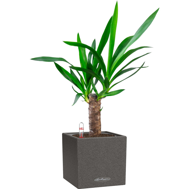 Изображение товара Юкка 55 см в кашпо Lechuza с автополивом — декоративное комнатное растение