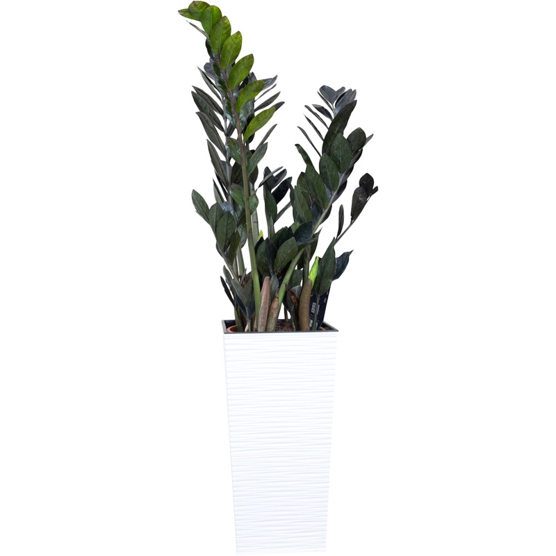 Изображение товара Замиокулькас Чёрный Ворон 70 см в кашпо - экзотическое растение