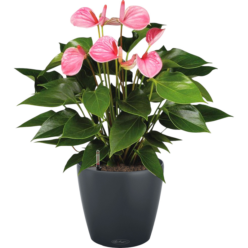 Изображение товара Растение Антуриум Андрианум розовый 60 см в кашпо с автополивом Lechuza