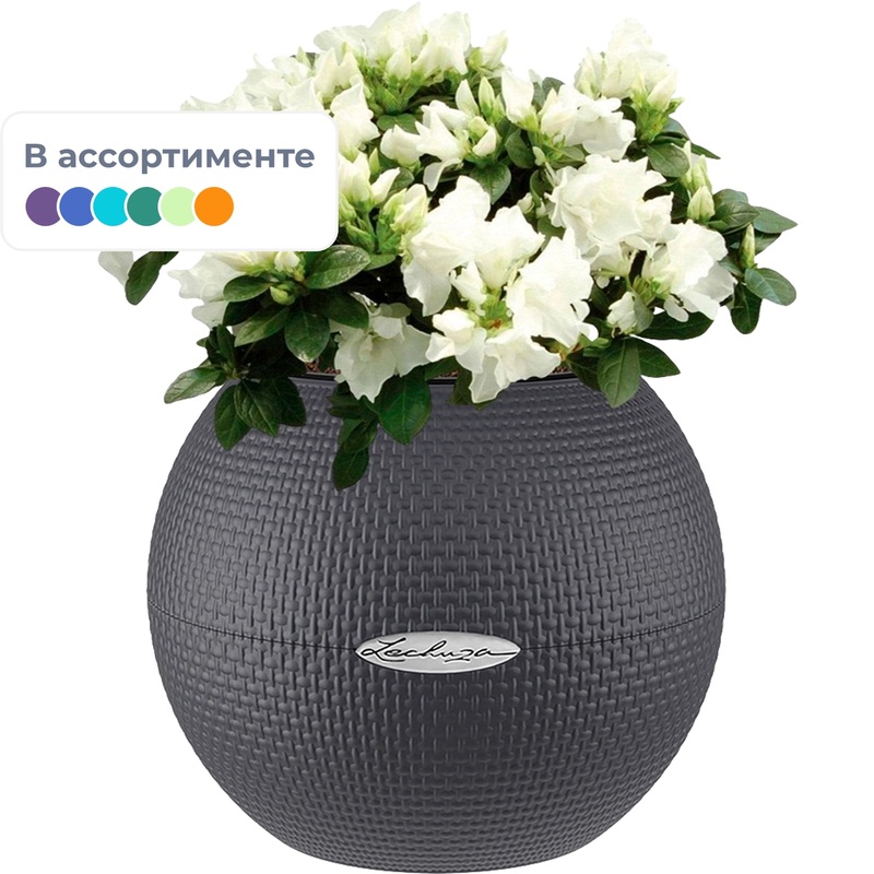 Изображение товара Растение Азалия индика 25 см в кашпо Lechuza с автополивом