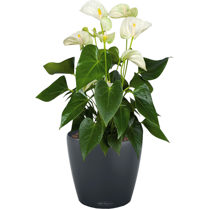 Изображение товара Антуриум Андрианум белый 60 см в кашпо Lechuza с автополивом
