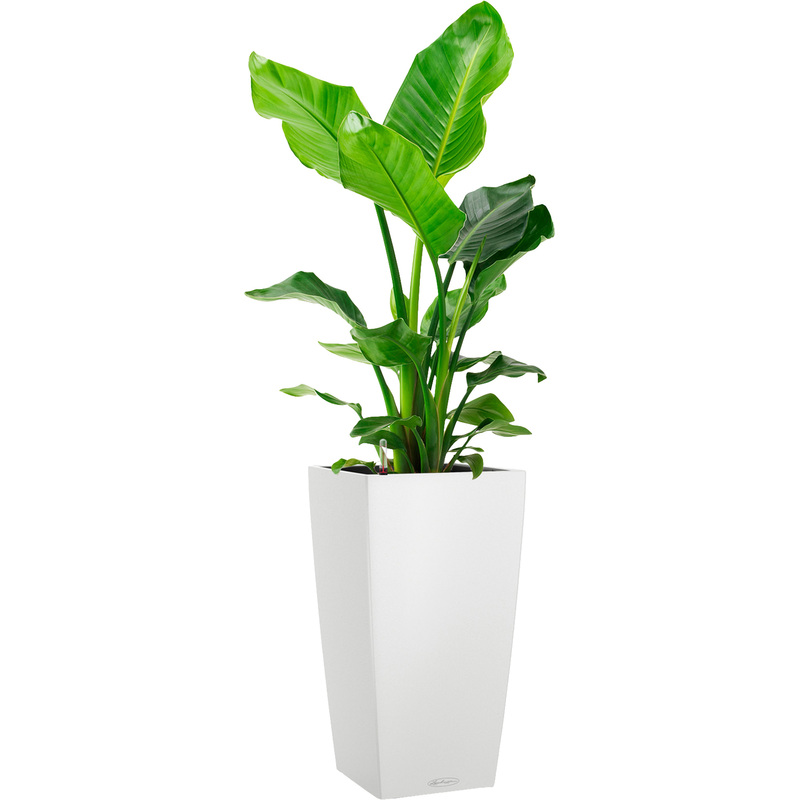 Изображение товара Растение Стрелиция Николай 100 см в кашпо с автополивом Lechuza