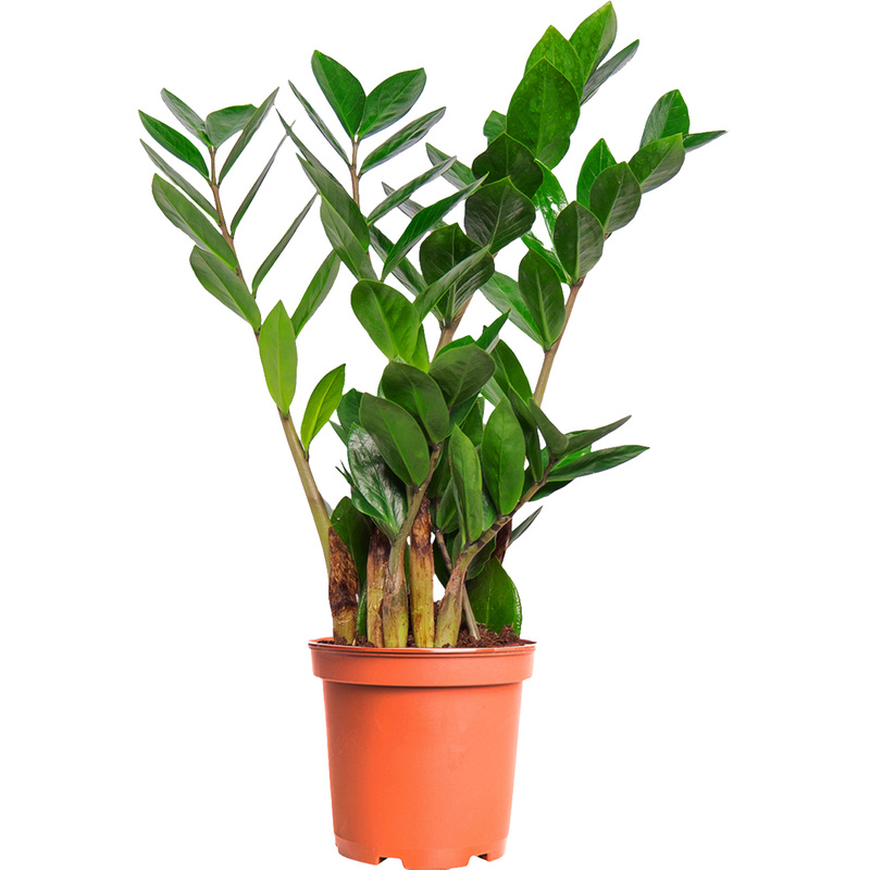 Изображение товара Растение замиокулькас 45 см в горшке D12 см - легкое в уходе комнатное растение