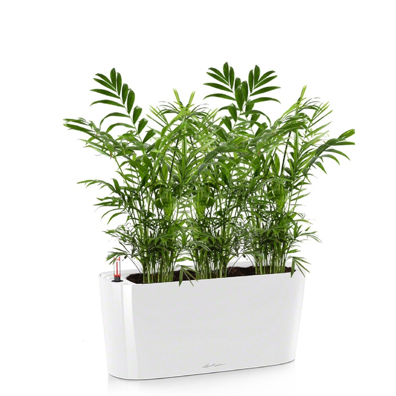 Изображение товара Растение Хамедорея Delta в квадратном кашпо белого цвета (45 см)