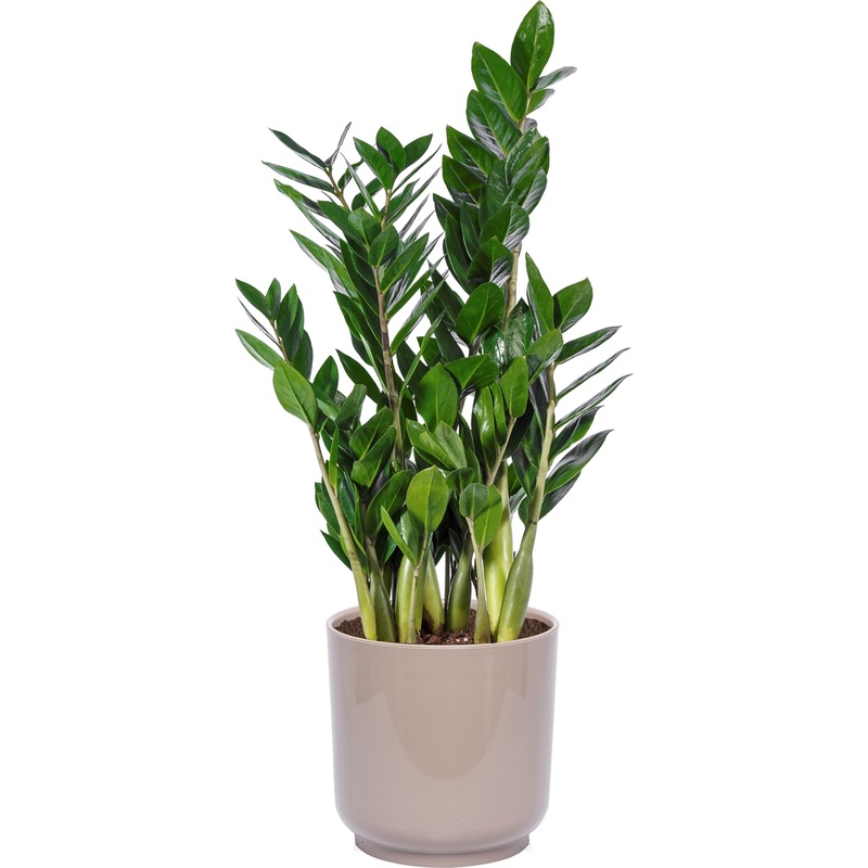 Изображение товара Растение Замиокулькас 65 см в песочно-коричневом кашпо D19 см