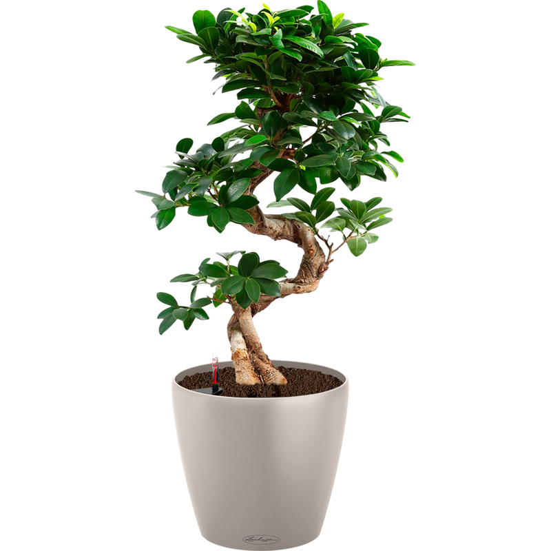 Изображение товара Фикус Микрокарпа Гинсенг 60 см в кашпо Lechuza с автополив