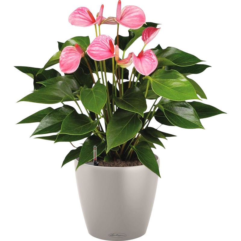 Изображение товара Растение Антуриум Андрианум розовый высотой 60 см в кашпо Lechuza автополив