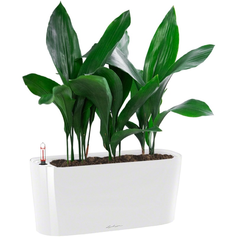 Изображение товара Растение Аспидистра 55 см в белом кашпо Lechuza с автополивом (3 штуки)