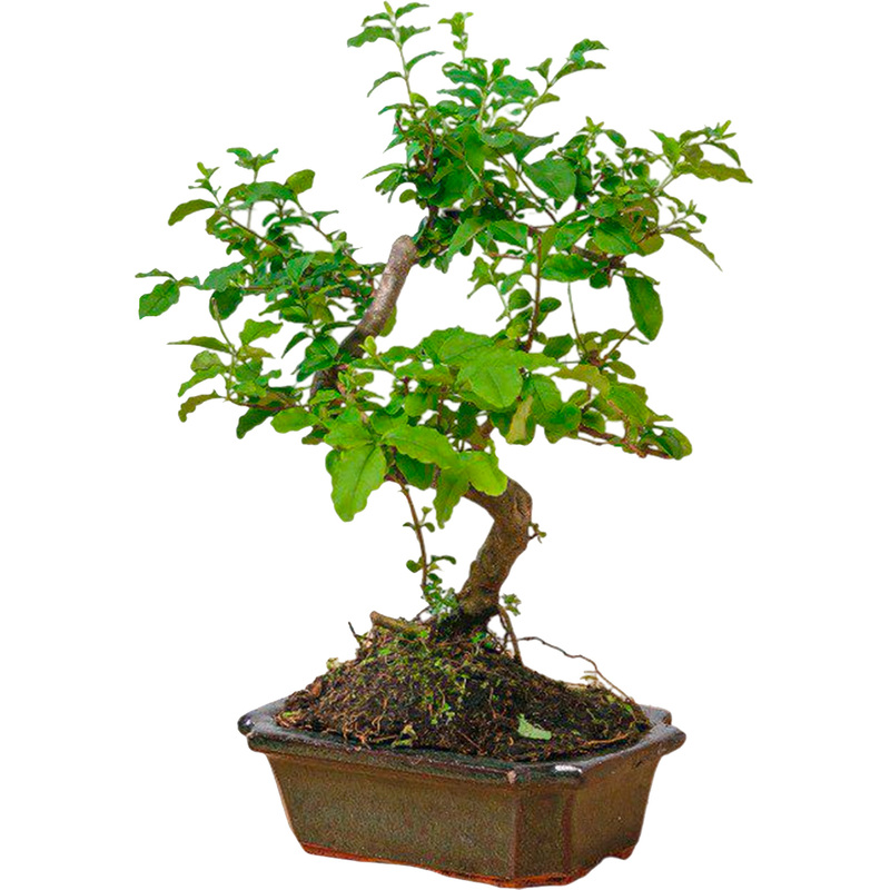 Изображение товара Бонсай Кармона 35 см в керамическом горшке декоративное растение
