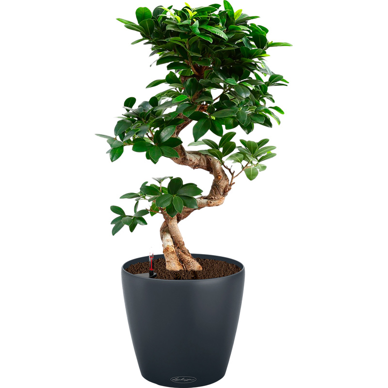 Изображение товара Фикус Микрокарпа Гинсенг 60 см в кашпо с автополивом и высотой 60 см