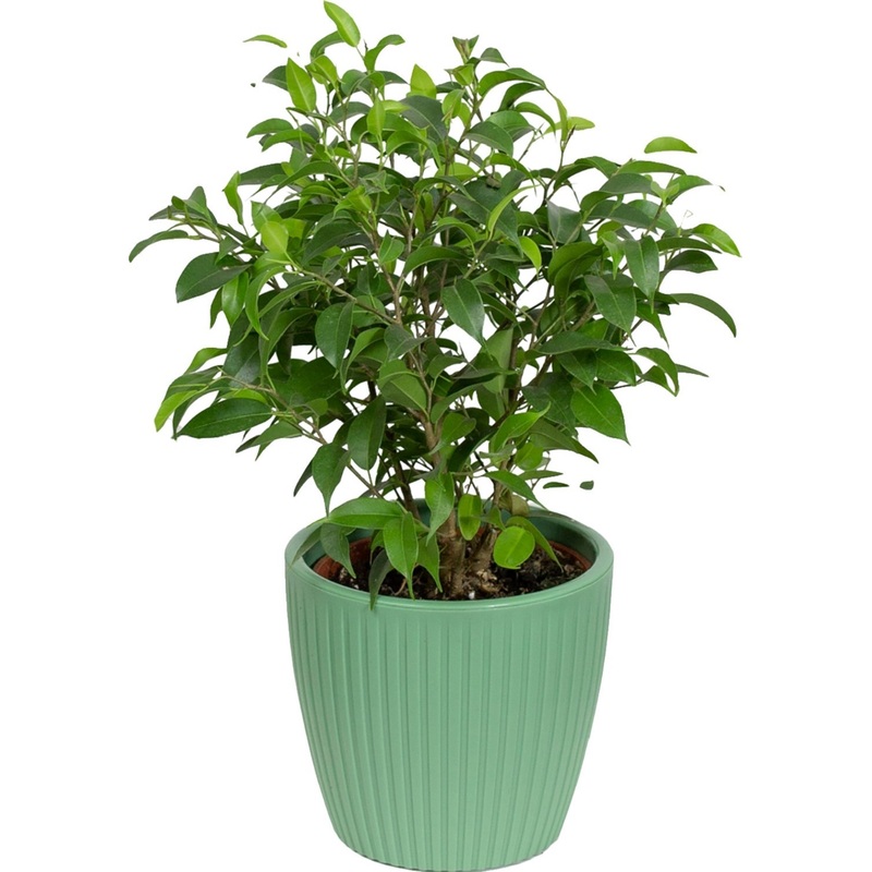 Изображение товара Фикус бенджамина Наташа 25 см в кашпо D14 см