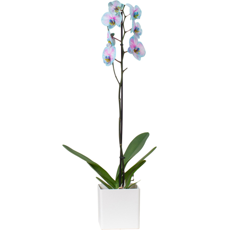 Изображение товара Орхидея Фаленопсис 50 см в кашпо Oslo