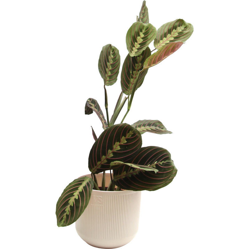 Изображение товара Растение Маранта Триколор 25 см в кашпо D14.5 см