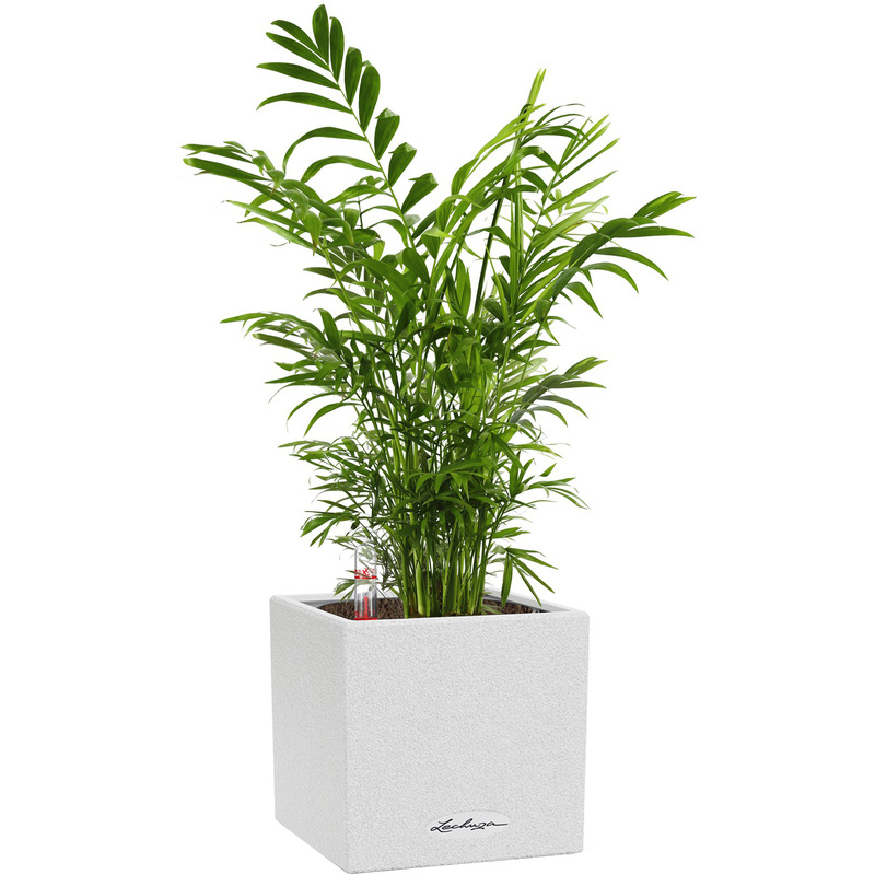 Изображение товара Растение Хамедорея 35 см в белом кашпо Lechuza с автополивом