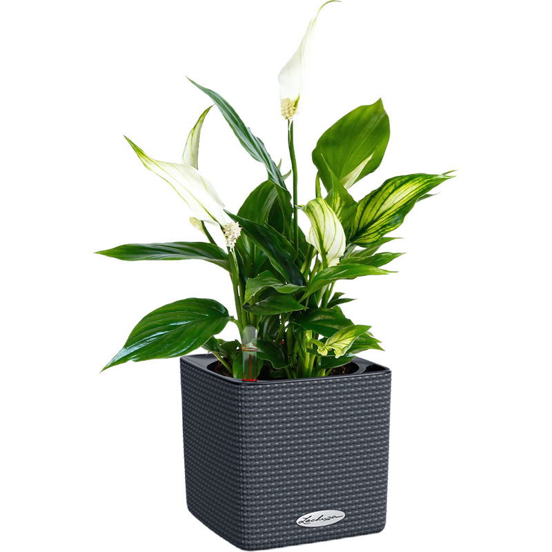 Изображение товара Растение Спатифиллум 40 см в сером кашпо Lechuza с автополивом