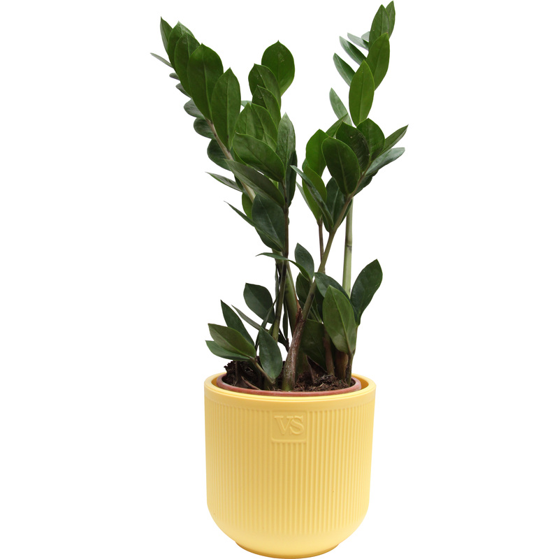 Изображение товара Замиокулькас 30 см в кашпо D14.5 см (долларовое дерево)