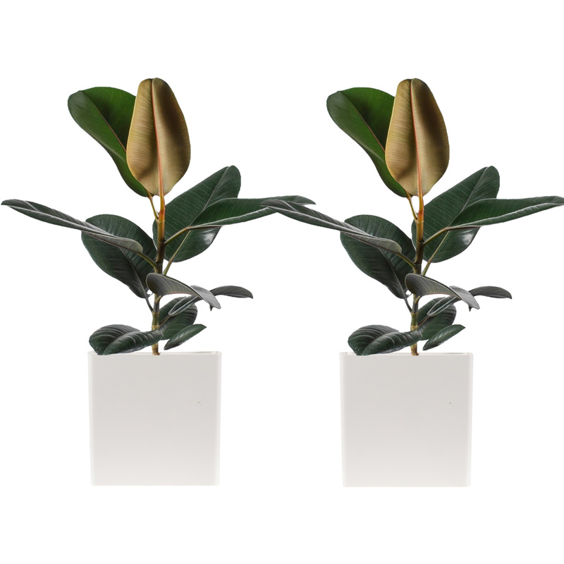 Изображение товара Набор растений Фикус Эластика микс 2 штуки в упаковке для интерьера