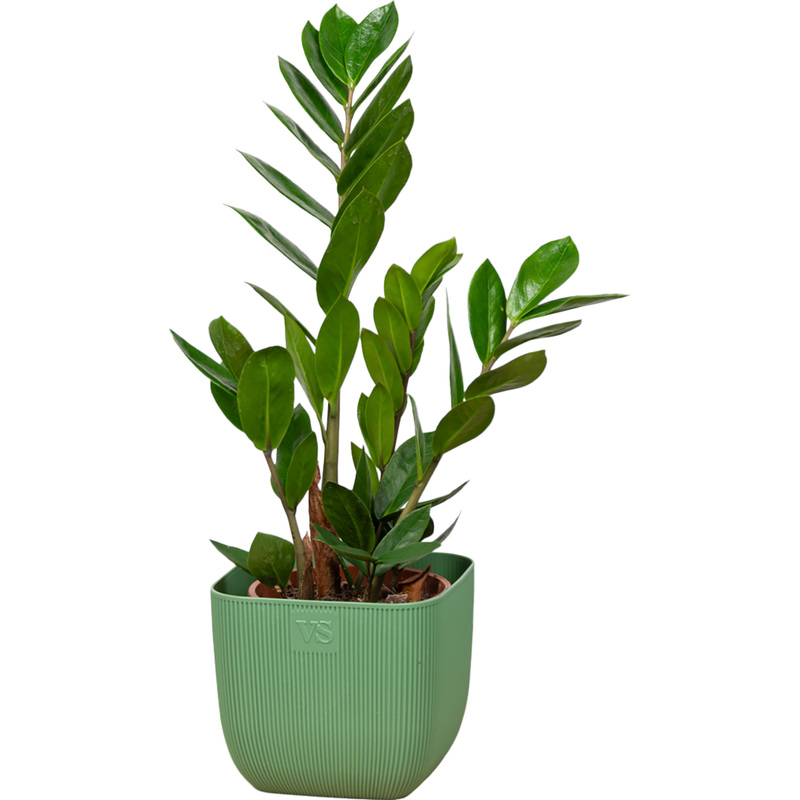 Изображение товара Замиокулькас 30 см в кашпо - декоративное комнатное растение из Нидерландов
