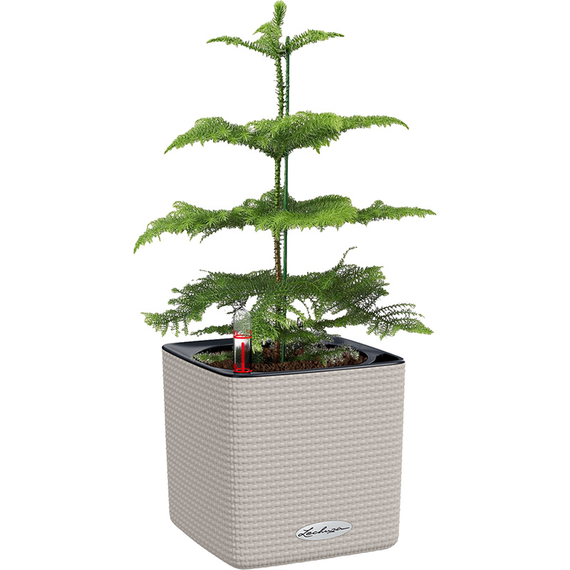 Изображение товара Араукария 30 см в кашпо с автополивом Lechuza