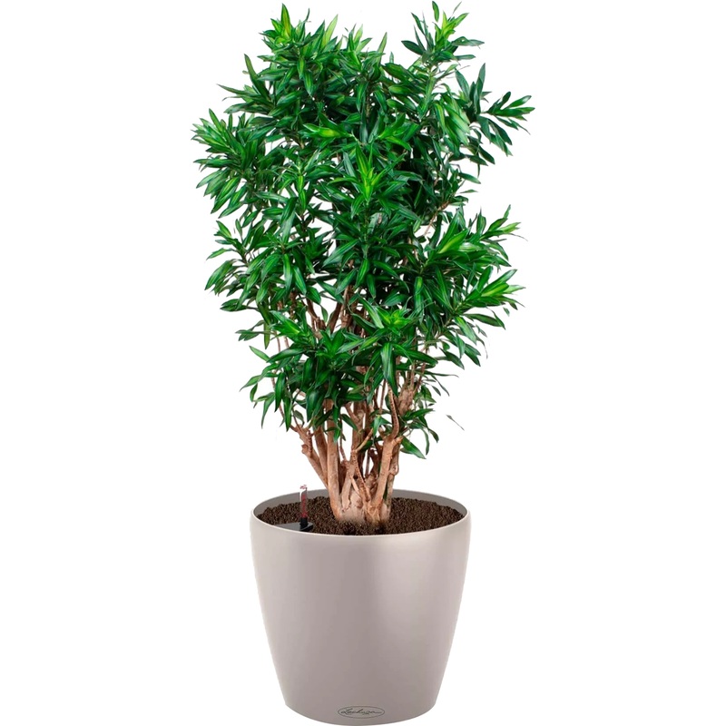 Изображение товара Драцена Песнь Ямайке 140 см в кашпо с автополивом для дома и офиса