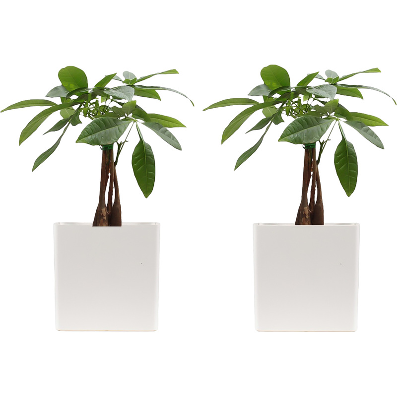 Изображение товара Набор декоративных растений Пахира Акватика Дерево счастья 2 шт для интерьера