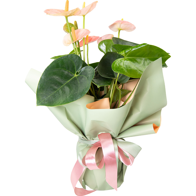 Изображение товара Растение Антуриум Андреанум микс 40 см в подарочной упаковке с лентой (технологический горшок D12 см)