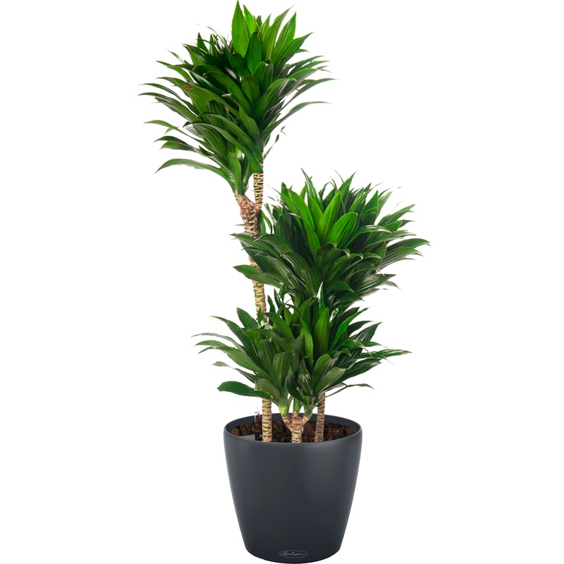 Изображение товара Растение Драцена Компакта 100 см в сером кашпо Lechuza D28 см с автополивом