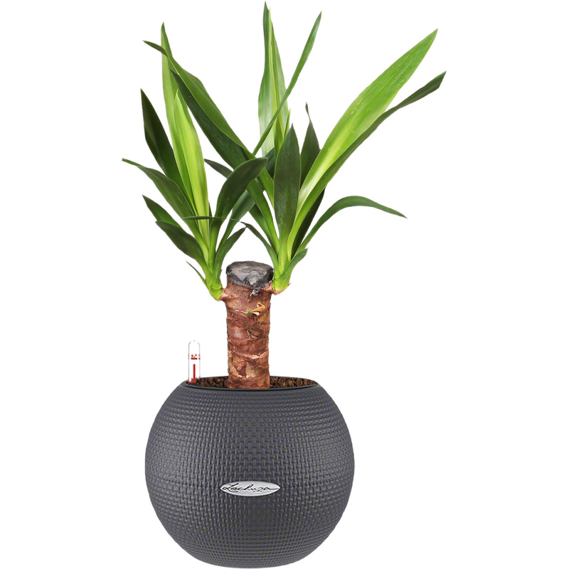Изображение товара Растение Юкка 50 см в сером кашпо Lechuza D20 см с автополивом