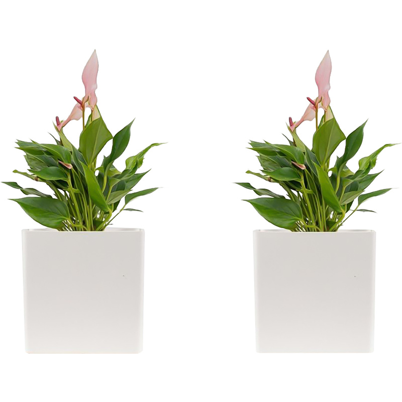 Изображение товара Набор растений Антуриум Лили 2 шт. декоративно-цветущие в кашпо