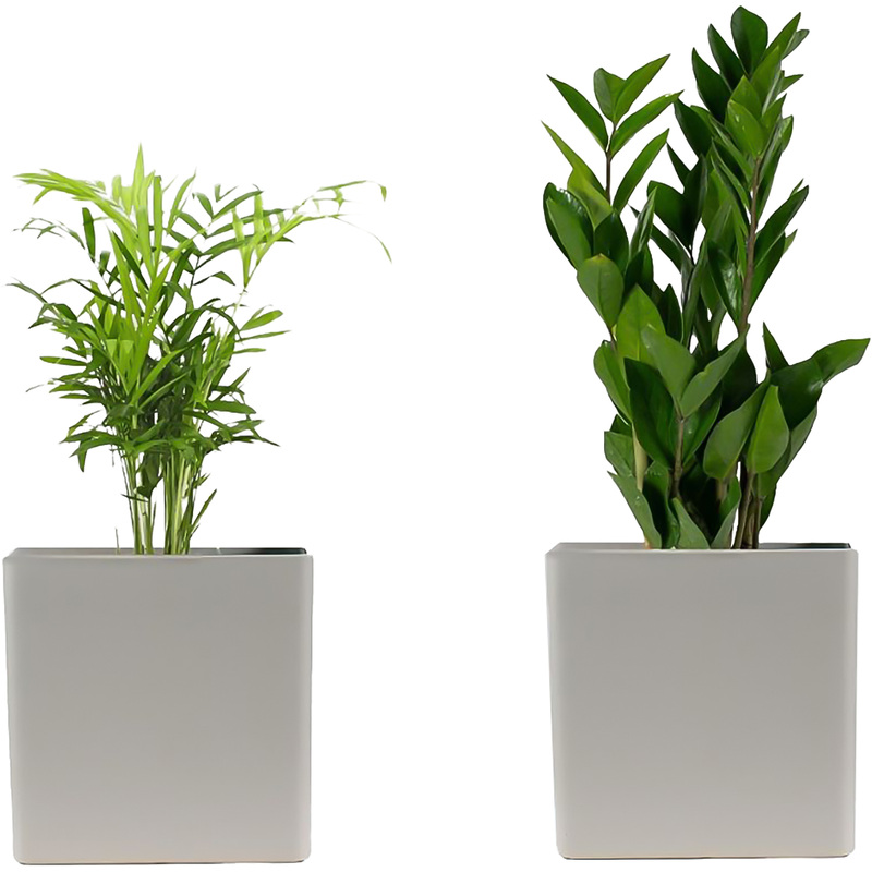 Изображение товара Набор растений Замиокулькас и Хамедорея Элеганс (2 штуки в упаковке, НР-11)