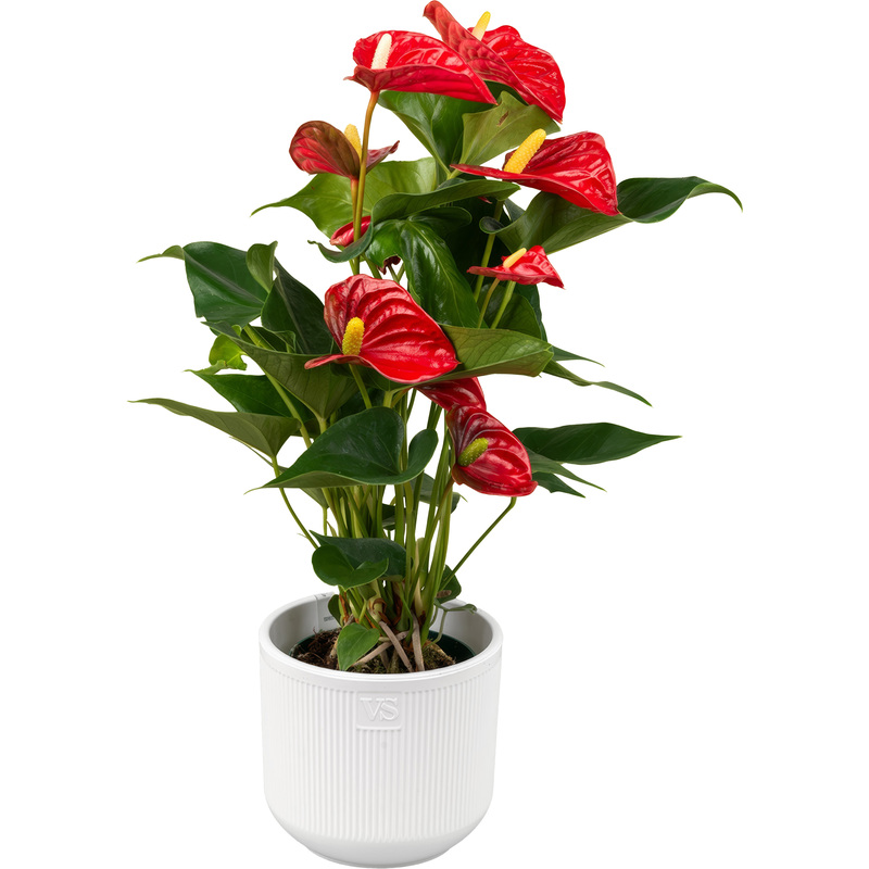 Изображение товара Антуриум Андреанум 30 см в кашпо D14.5 см декоративно-цветущее растение